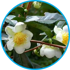 Camellia Sinensis green tea leaves