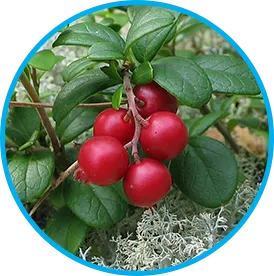 Arctic Lingonberry berry extract