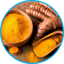 Himalayan Turmeric rhizome